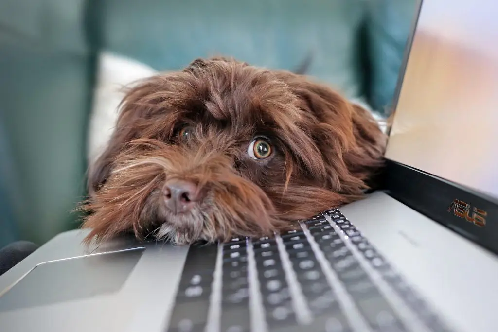 image of a brown fluffy dog laying its head onto a laptop keyboard
